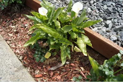 China Garden Road #82, Placerville, CA 95667 - Photo 15