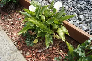 China Garden Rd, Placerville, CA 95667 - Photo 15