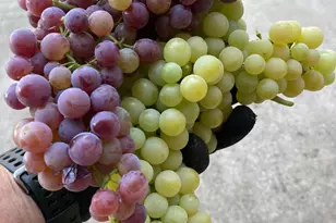 9290 Cramer Rd, Auburn, CA 95602 - Photo 59