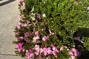 Capital Circle, Sacramento, CA 95828 - Photo 43