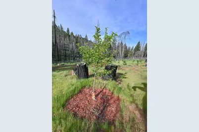 5194 Woodhaven, Grizzly Flats, CA 95636 - Photo 31