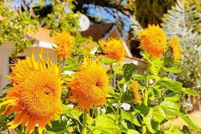 10464 State Highway 70, Marysville, CA 95901 - Photo 21