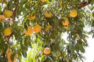 10464 State Hwy 70, Marysville, CA 95901 - Photo 7