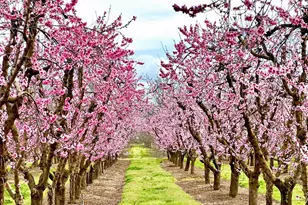 10464 State Hwy 70, Marysville, CA 95901 - Photo 29