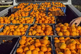 8066 Larkin Rd, Live Oak, CA 95953 - Photo 37