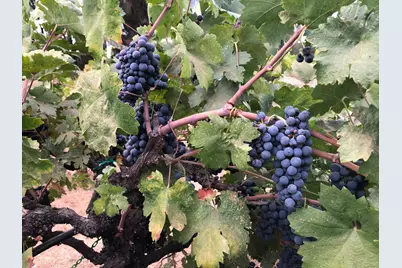 13885 Wilma Court, Fiddletown, CA 95629 - Photo 51