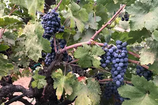 13885 Wilma Ct, Fiddletown, CA 95629 - Photo 51