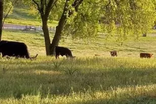 15579 Jesus Maria, Mokelumne Hill, CA 95245 - Photo 85