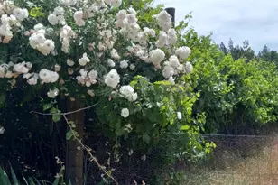 15579 Jesus Maria, Mokelumne Hill, CA 95245 - Photo 91