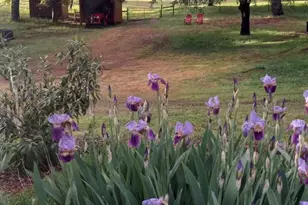 15579 Jesus Maria, Mokelumne Hill, CA 95245 - Photo 83