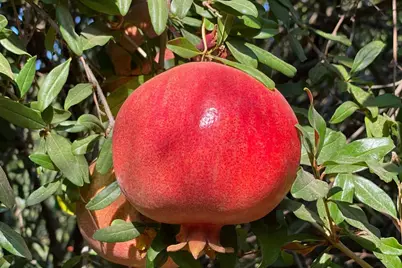 10464 State Highway 70, Marysville, CA 95901 - Photo 37