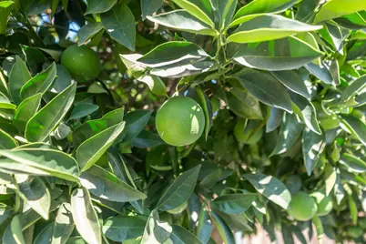 2793 Coy Drive, Yuba City, CA 95993 - Photo 43