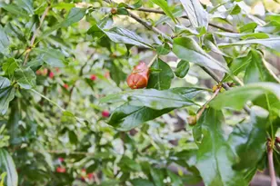 1303 Caceres Ct, Davis, CA 95618 - Photo 63