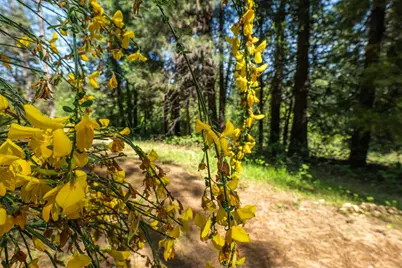 202 Gold Flat Road, Nevada City, CA 95959 - Photo 7