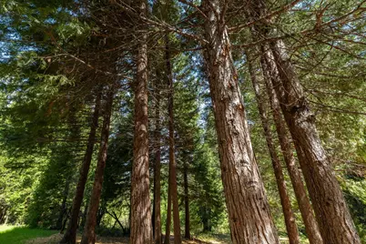 202 Gold Flat Road, Nevada City, CA 95959 - Photo 5