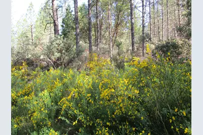 15699 Tyler Foote Road, Nevada City, CA 95959 - Photo 21