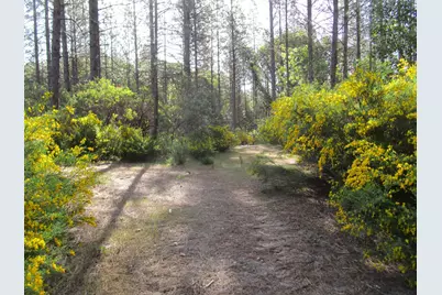 15699 Tyler Foote Road, Nevada City, CA 95959 - Photo 11