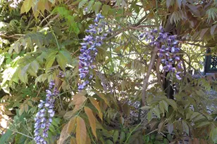 25160 Pineview Dr, Colfax, CA 95713 - Photo 59