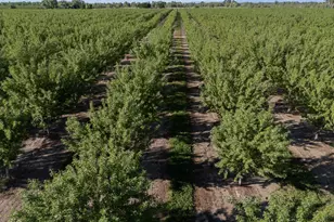 11270 Craig Rd, Live Oak, CA 95953 - Photo 75