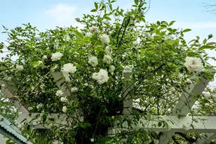 15682 Dream Sky Wy, Nevada City, CA 95959 - Photo 87