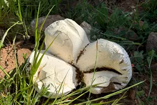 225 Greenbush Rd, Oroville, CA 95966 - Photo 37