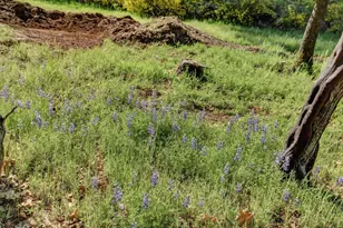 18319 Goa Way, Nevada City, CA 95959 - Photo 49