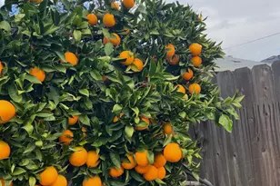 3704 Gratia Ave, Sacramento, CA 95821 - Photo 59