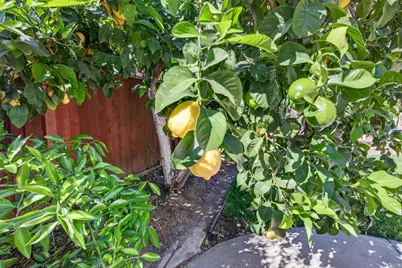 2040 Iberis Court, Tracy, CA 95376 - Photo 39