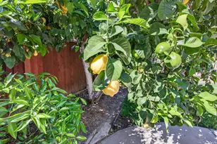 2040 Iberis Ct, Tracy, CA 95376 - Photo 39