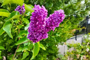 39000 Kearsarge Mill Rd, Alta, CA 95701 - Photo 59