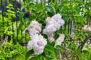 39000 Kearsarge Mill Rd, Alta, CA 95701 - Photo 57