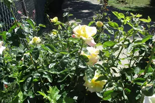 2125 Harris Ave, Sacramento, CA 95838 - Photo 25