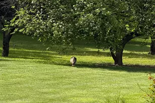 Calgary Ave, Sacramento, CA 95841 - Photo 31