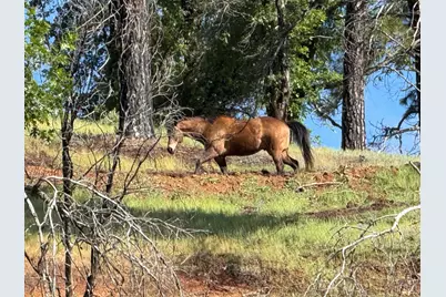 20976 Clydesdale Road, Grass Valley, CA 95949 - Photo 21