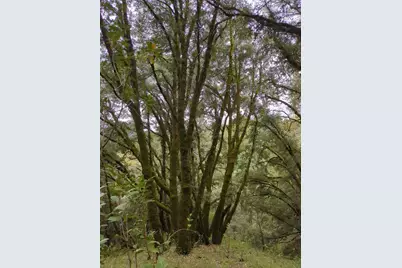 15528 Ca-49, Camptonville, CA 95922 - Photo 81