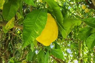 380 Wilhaggin Dr, Sacramento, CA 95864 - Photo 59