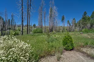 7425 Winding Way, Grizzly Flats, CA 95636 - Photo 1