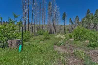 7425 Winding Way, Grizzly Flats, CA 95636 - Photo 3