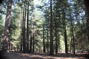 19380 Ponderosa Dr, Pioneer, CA 95666 - Photo 49