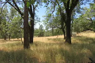 4426 Bald Mountain Rd, West Point, CA 95255 - Photo 13
