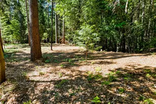 14843 Youngs Hill Rd, Camptonville, CA 95922 - Photo 79