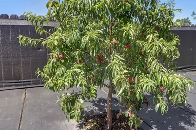 3529 Lindenwood Way, Sacramento, CA 95826 - Photo 29