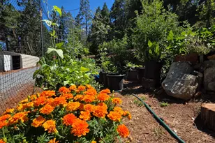 1447 Shining Moon Ln, Georgetown, CA 95634 - Photo 1