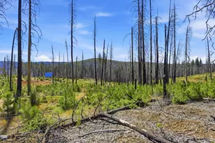 112 Grizzly Flat Rd, Grizzly Flats, CA 95636 - Photo 13