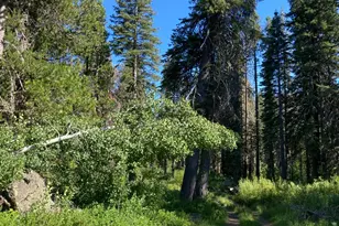 180 Bucks Meadow Dr, Bucks Lake, CA 95971 - Photo 1