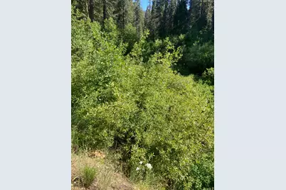 180 Bucks Meadow Drive, Bucks Lake, CA 95971 - Photo 11