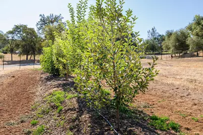 6800 Potts Trail, Browns Valley, CA 95918 - Photo 33