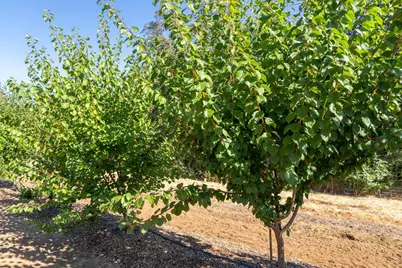6800 Potts Trail, Browns Valley, CA 95918 - Photo 29