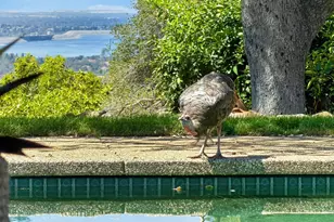 2351 E Green Springs Ct, Rescue, CA 95672 - Photo 71