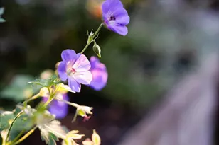 12632 Pinewoods Rd, Nevada City, CA 95959 - Photo 15